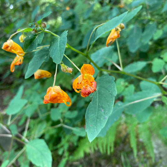25 Jewelweed Seeds (Impatiens capensis) | Touch-Me-Not Wildflower | Hummingbird & Pollinator Friendly | Easy to Grow Native Plant