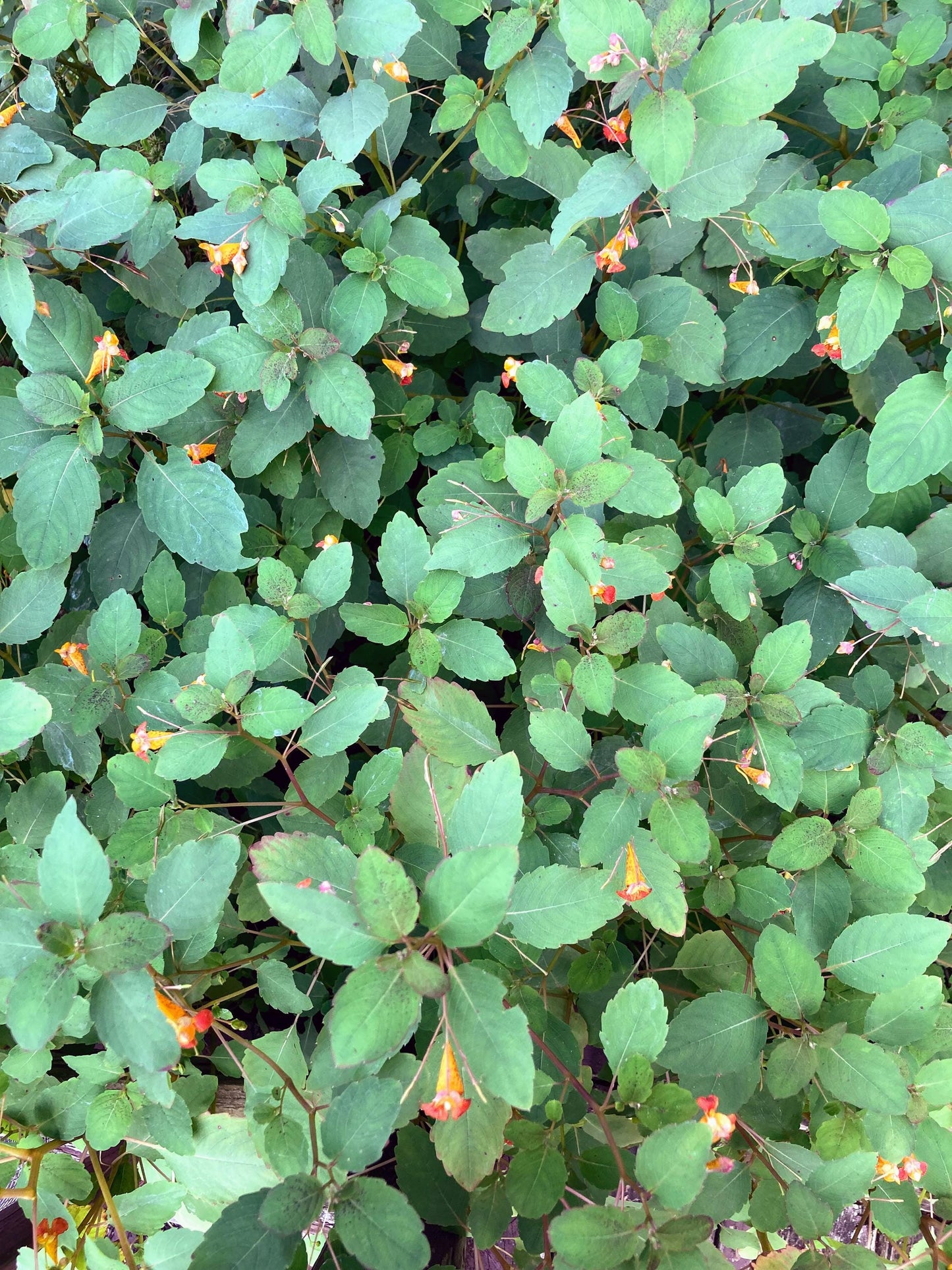 25 Jewelweed Seeds (Impatiens capensis) | Touch-Me-Not Wildflower | Hummingbird & Pollinator Friendly | Easy to Grow Native Plant