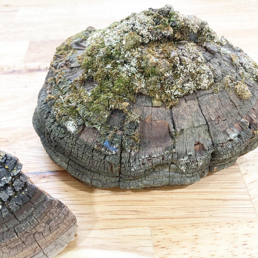 2 Cracked Cap Polypore Conks (Phellinus sp.) | Foraged Woodland Fungus, Natural Art, Herbal & Craft Supply