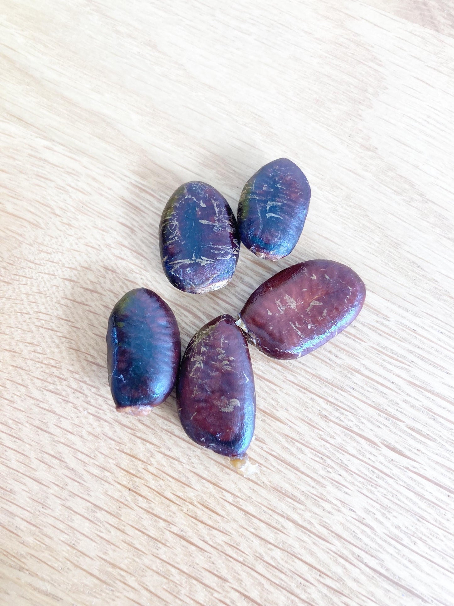5 Paw Paw Seeds (Asimina triloba) | Wildcrafted Fruit Tree Seeds, Native Edible Plant, Permaculture & Gardening Supply