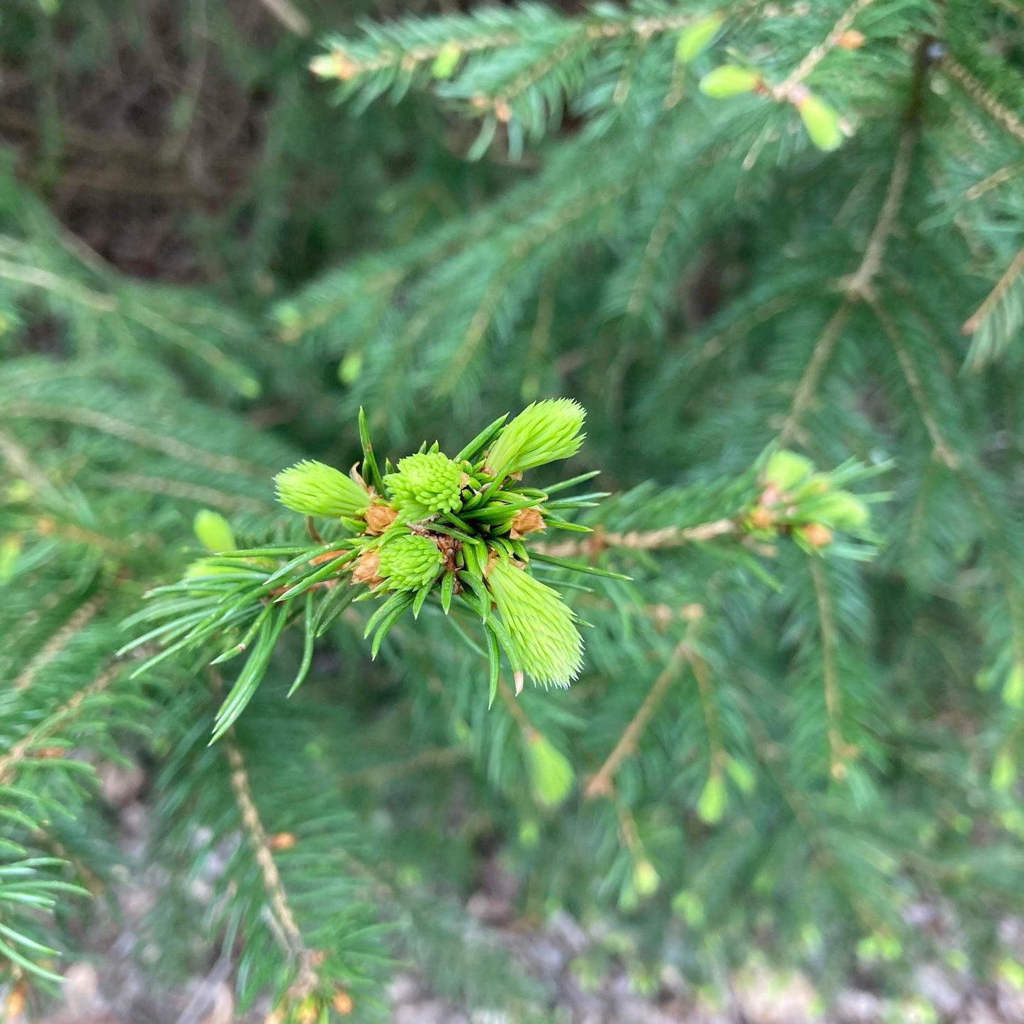 Spruce Tips by the Pound for Brewing Beer, Baking, and Flavoring