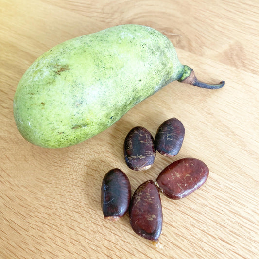 5 Paw Paw Seeds (Asimina triloba) | Wildcrafted Fruit Tree Seeds, Native Edible Plant, Permaculture & Gardening Supply
