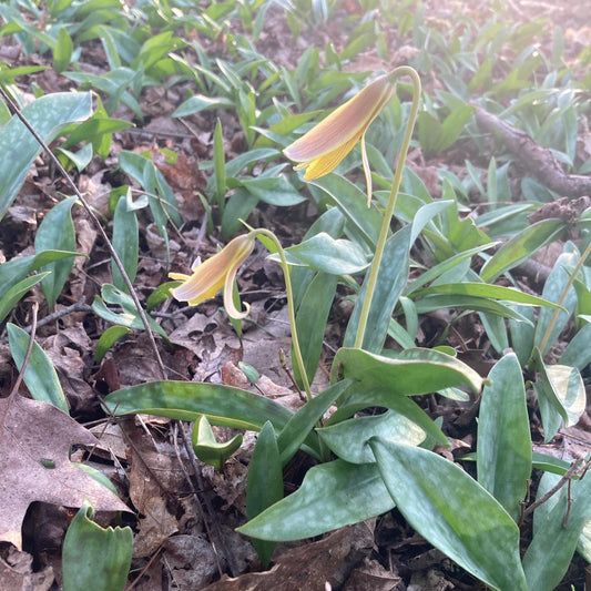 6 Yellow Trout Lily Bulbs: Shade Loving Native Wildflower, Woodland Garden Plant