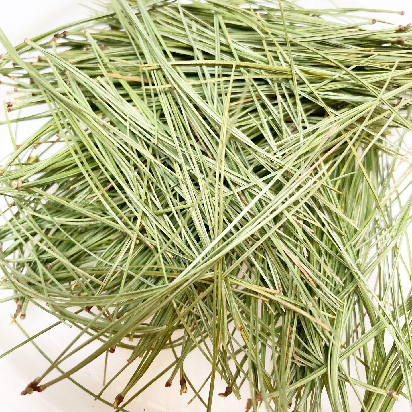 Dried white pine needles wild harvested and sustainably picked by hand