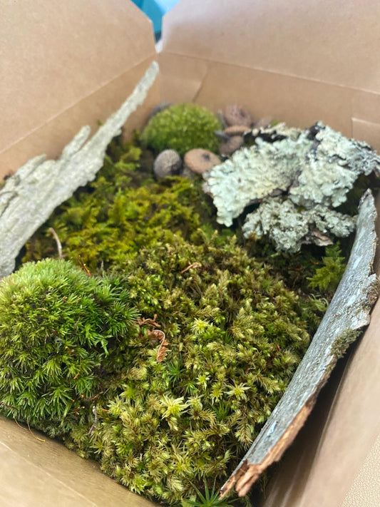 Terrarium kit | Live moss terrarium starter kit | Terrarium in a box | Forest foraged decor