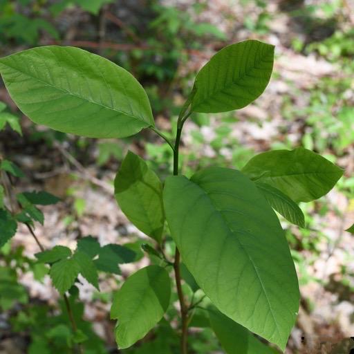 10 Cucumber Magnolia Seeds (Magnolia acuminata) | Rare Native Tree, Hardy Ornamental, Shade & Wildlife Garden Seeds