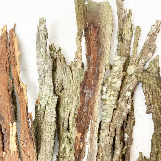 Shagbark Hickory Bark | Bark for Flavoring | Bark Crafts | Bark for Grilling Smoking | Fairy Garden Decor | Textured Bark | Craft Supplies