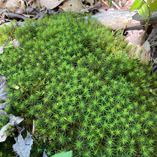 Live Moss Bulk, Wholesale for Moss Garden, Rock Garden, Centerpieces, Terrariums, Vivariums, Fairy Gardens, Assorted Varieties