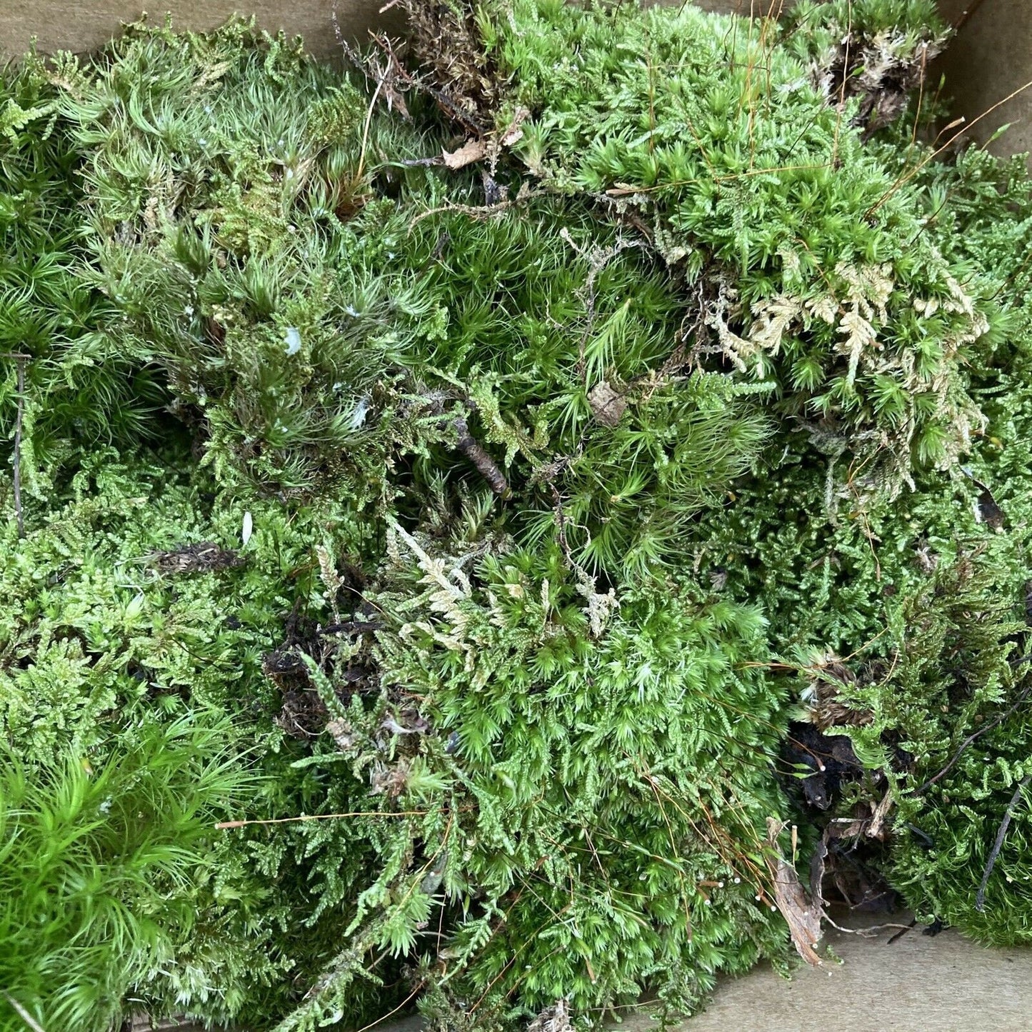Live Moss Bulk, Wholesale for Moss Garden, Rock Garden, Centerpieces, Terrariums, Vivariums, Fairy Gardens, Assorted Varieties