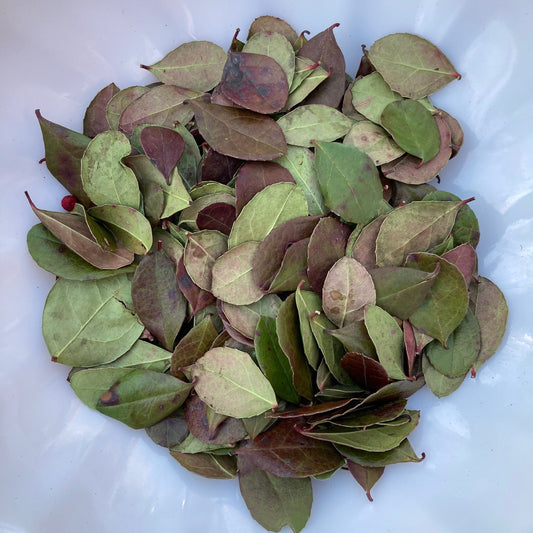 Teaberry leaves dried wild harvested and sustainably picked by hand