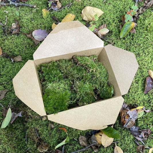 Terrarium Moss Variety Box – Live Moss Collection for Terrariums, Vivariums, Fairy Gardens & Bioactive Enclosures