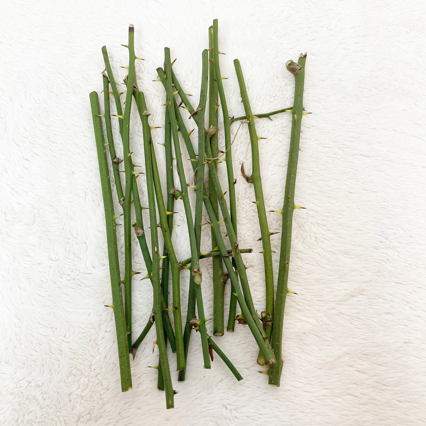 Green thorny twigs bundle for floral arrangements crafting, terrariums, fairy gardens greenbrier branches
