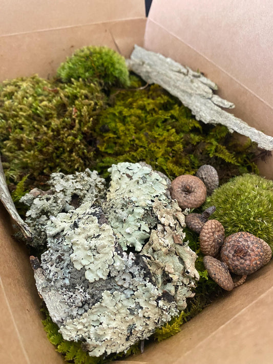 Terrarium kit | Live moss terrarium starter kit | Terrarium in a box | Forest foraged decor