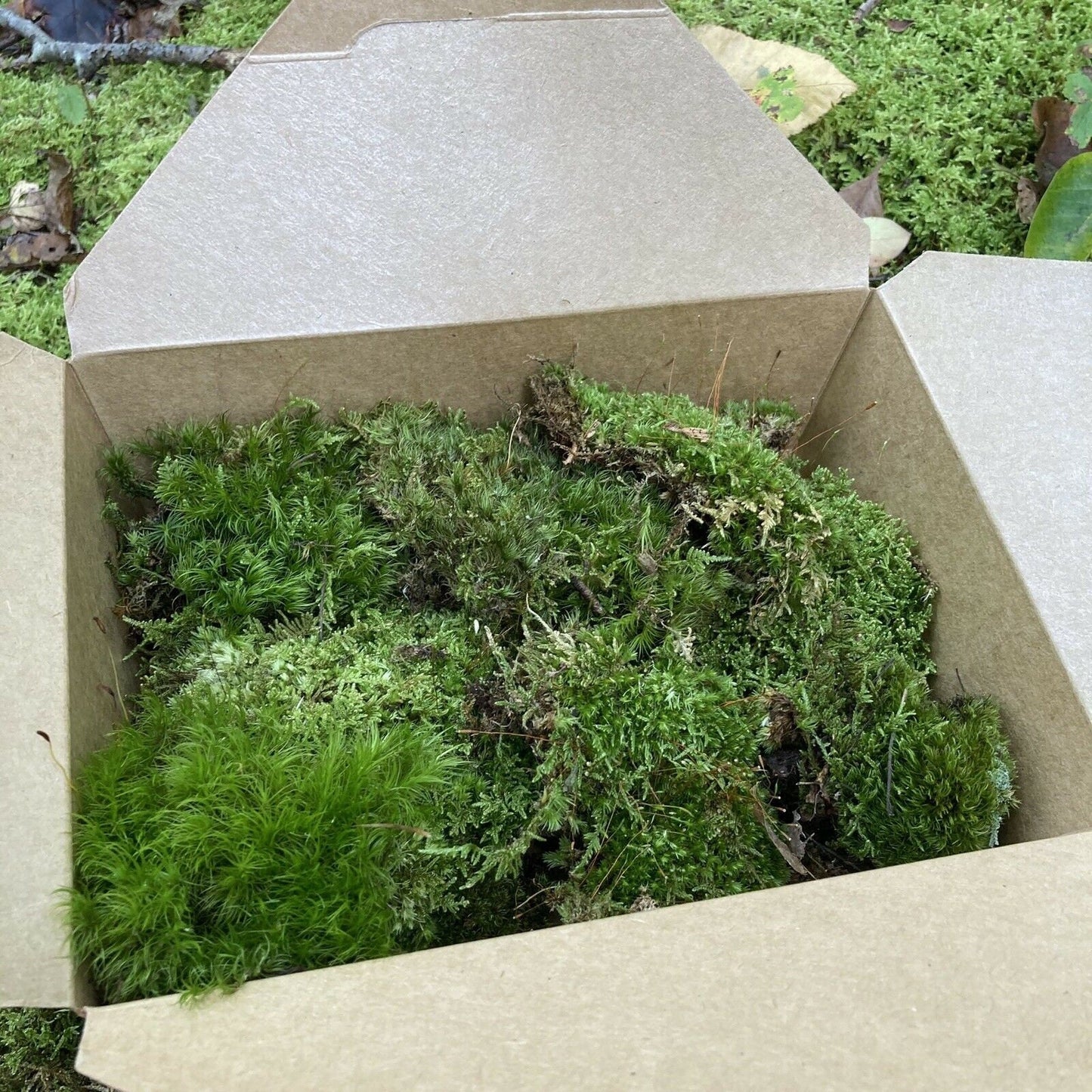 Terrarium Moss Variety Box – Live Moss Collection for Terrariums, Vivariums, Fairy Gardens & Bioactive Enclosures