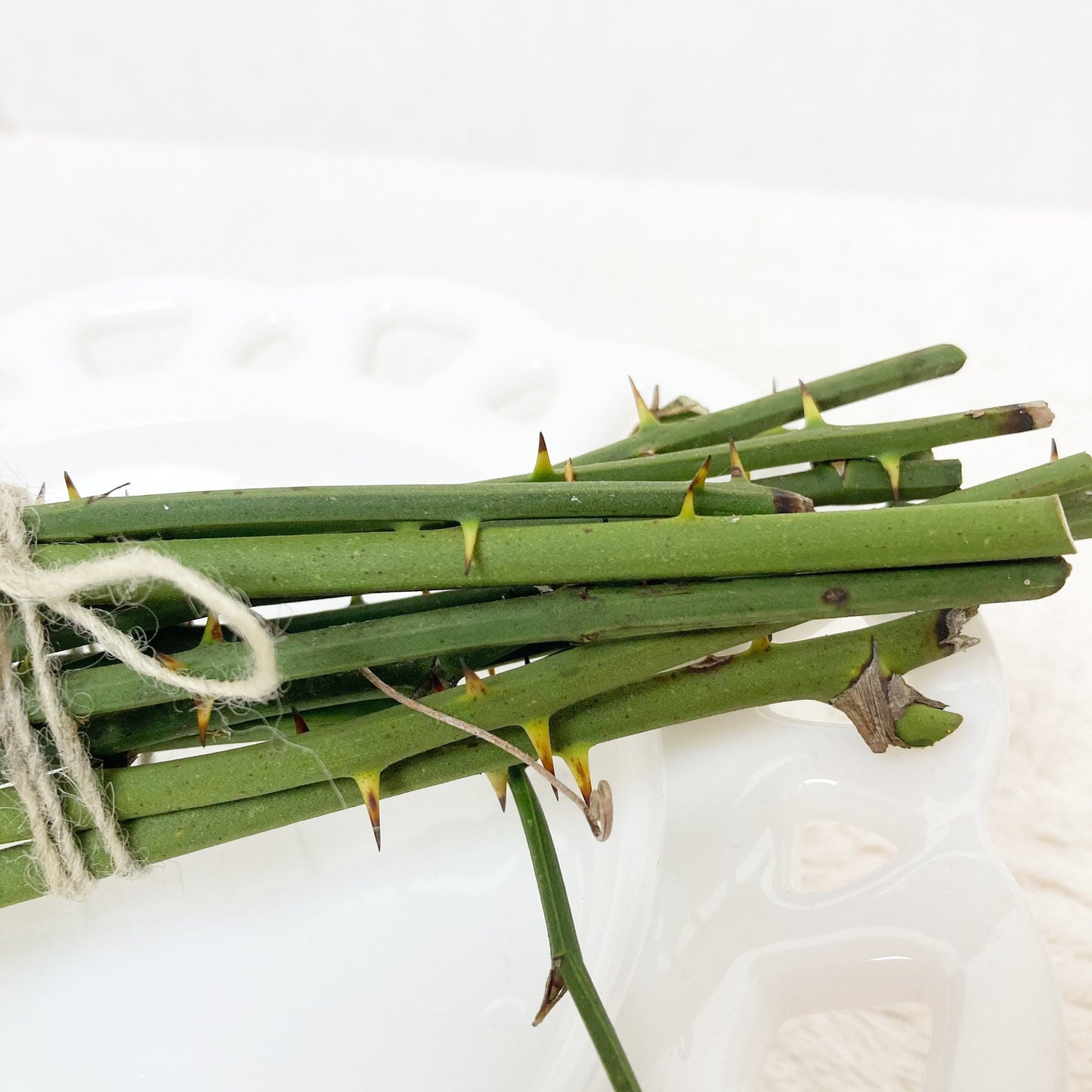Green thorny twigs bundle for floral arrangements crafting, terrariums, fairy gardens greenbrier branches