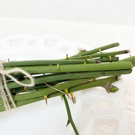 Green thorny twigs bundle for floral arrangements crafting, terrariums, fairy gardens greenbrier branches