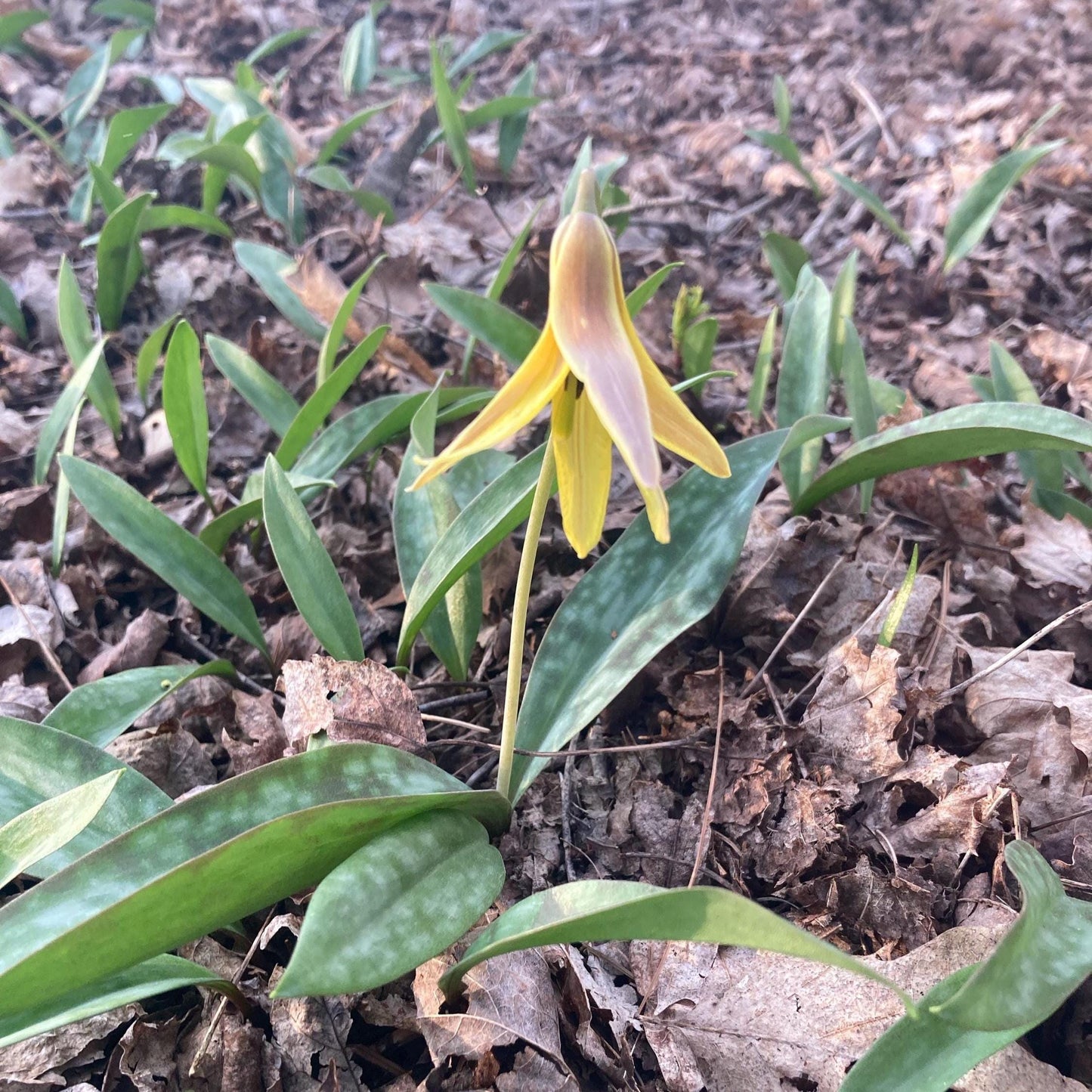 6 Yellow Trout Lily Bulbs: Shade Loving Native Wildflower, Woodland Garden Plant