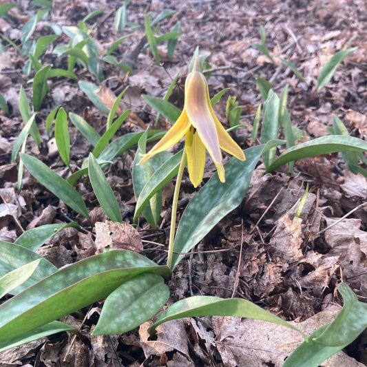6 Yellow Trout Lily Bulbs: Shade Loving Native Wildflower, Woodland Garden Plant