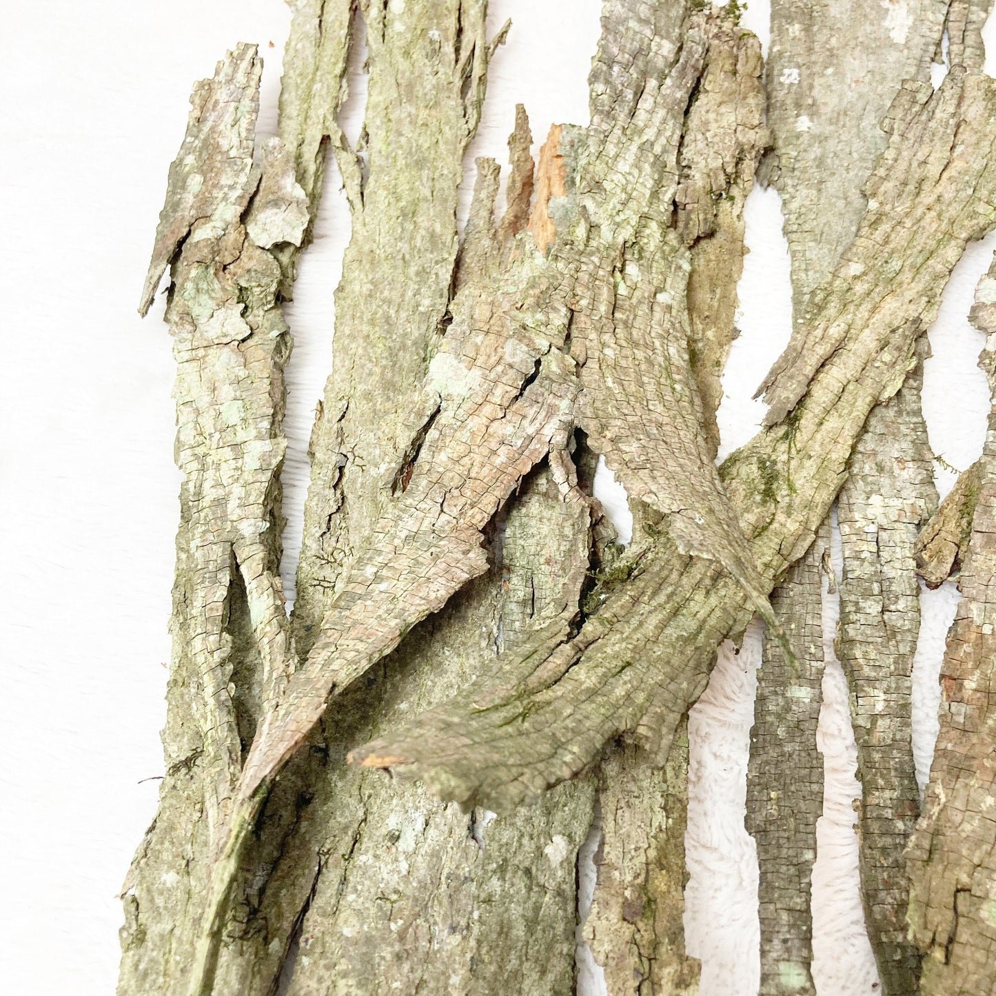 Shagbark Hickory Bark | Bark for Flavoring | Bark Crafts | Bark for Grilling Smoking | Fairy Garden Decor | Textured Bark | Craft Supplies
