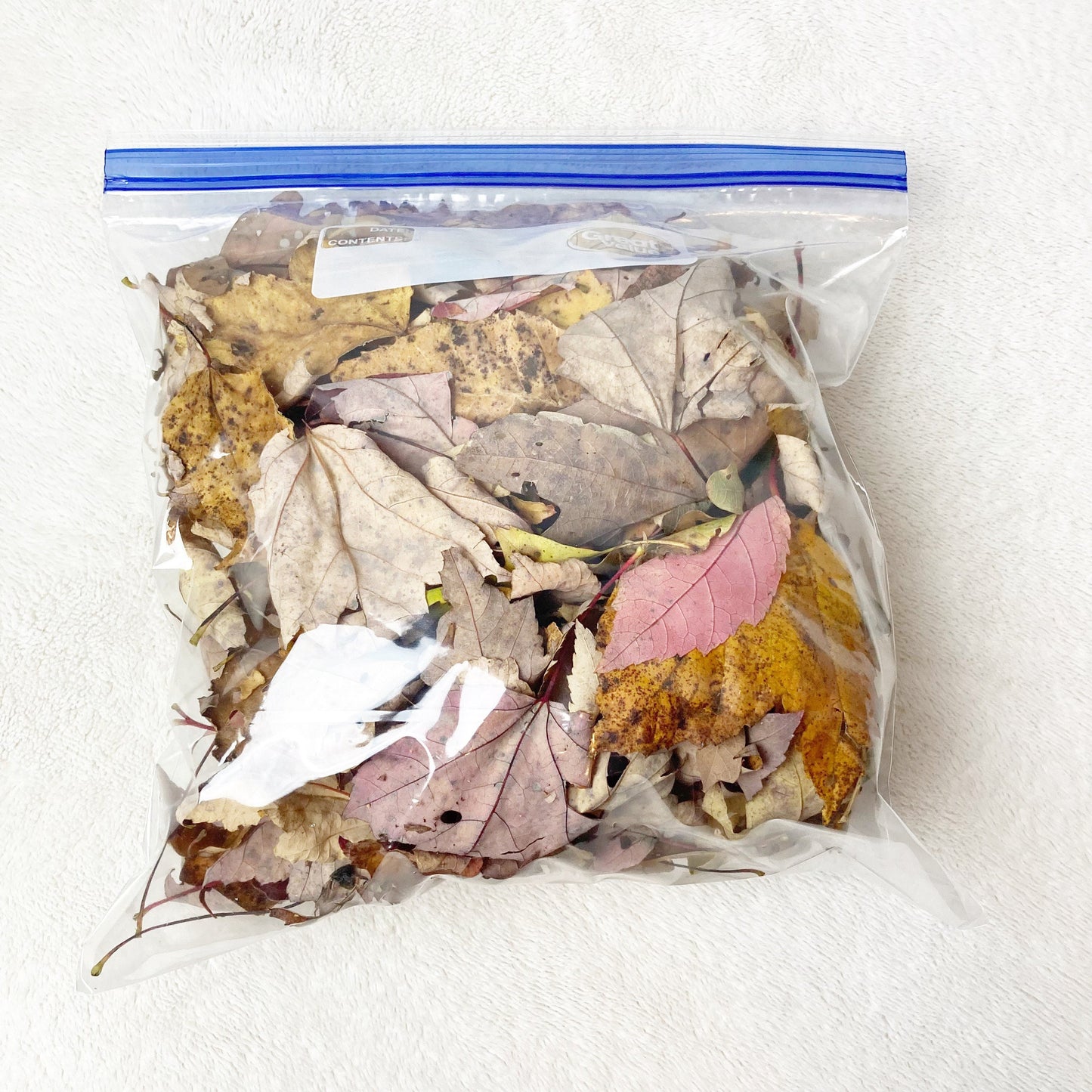 Maple and oak leaves dried wild harvested and sustainably collected by hand sanitized by freezing