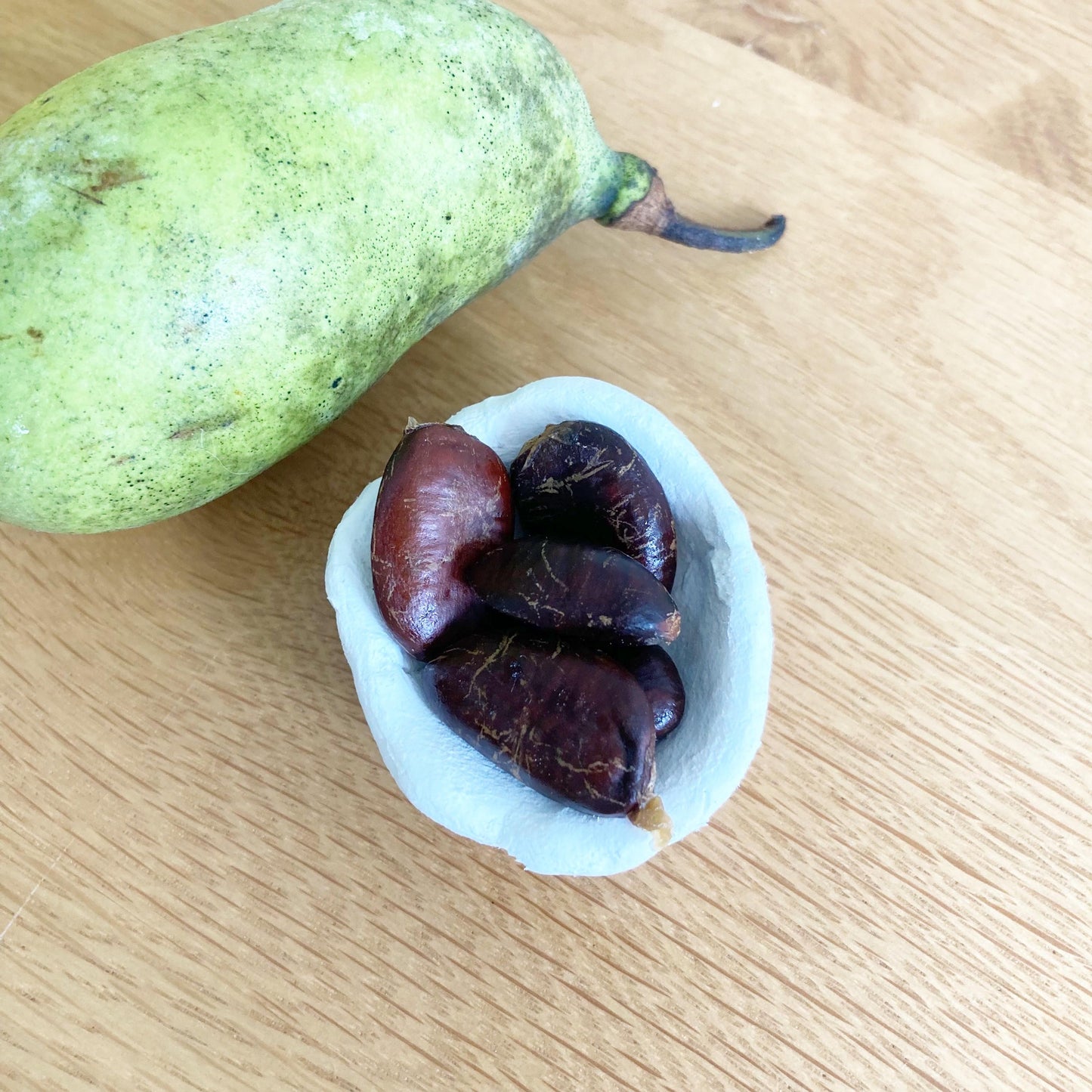 5 Paw Paw Seeds (Asimina triloba) | Wildcrafted Fruit Tree Seeds, Native Edible Plant, Permaculture & Gardening Supply
