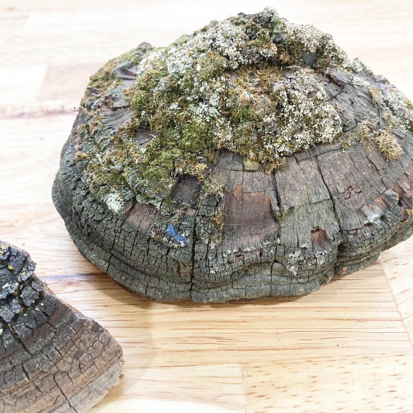 2 Cracked Cap Polypore Conks (Phellinus sp.) | Foraged Woodland Fungus, Natural Art, Herbal & Craft Supply