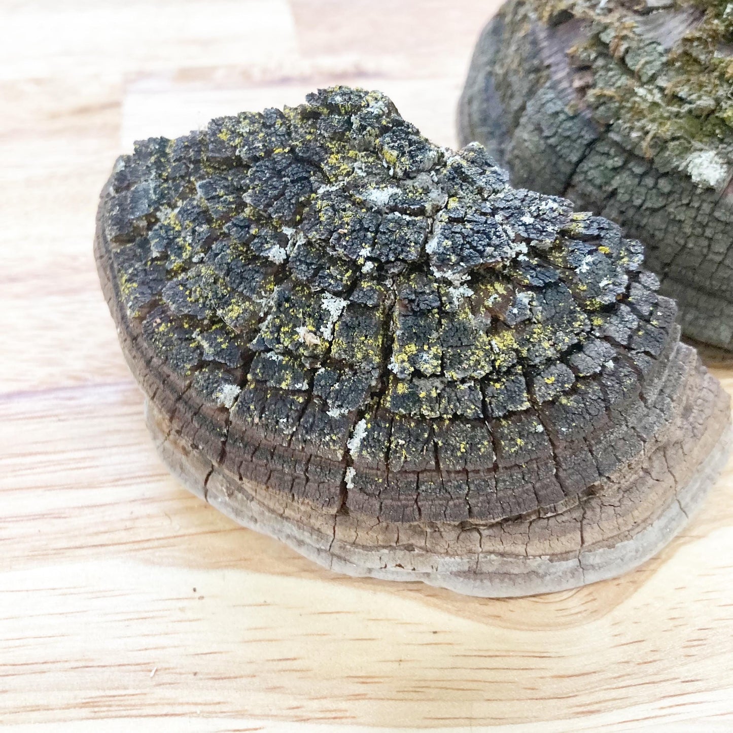 2 Cracked Cap Polypore Conks (Phellinus sp.) | Foraged Woodland Fungus, Natural Art, Herbal & Craft Supply