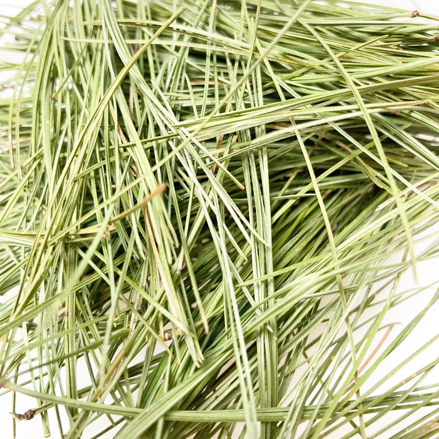 Dried white pine needles wild harvested and sustainably picked by hand