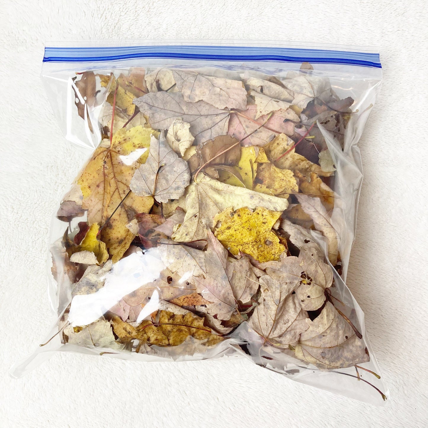 Maple and oak leaves dried wild harvested and sustainably collected by hand sanitized by freezing