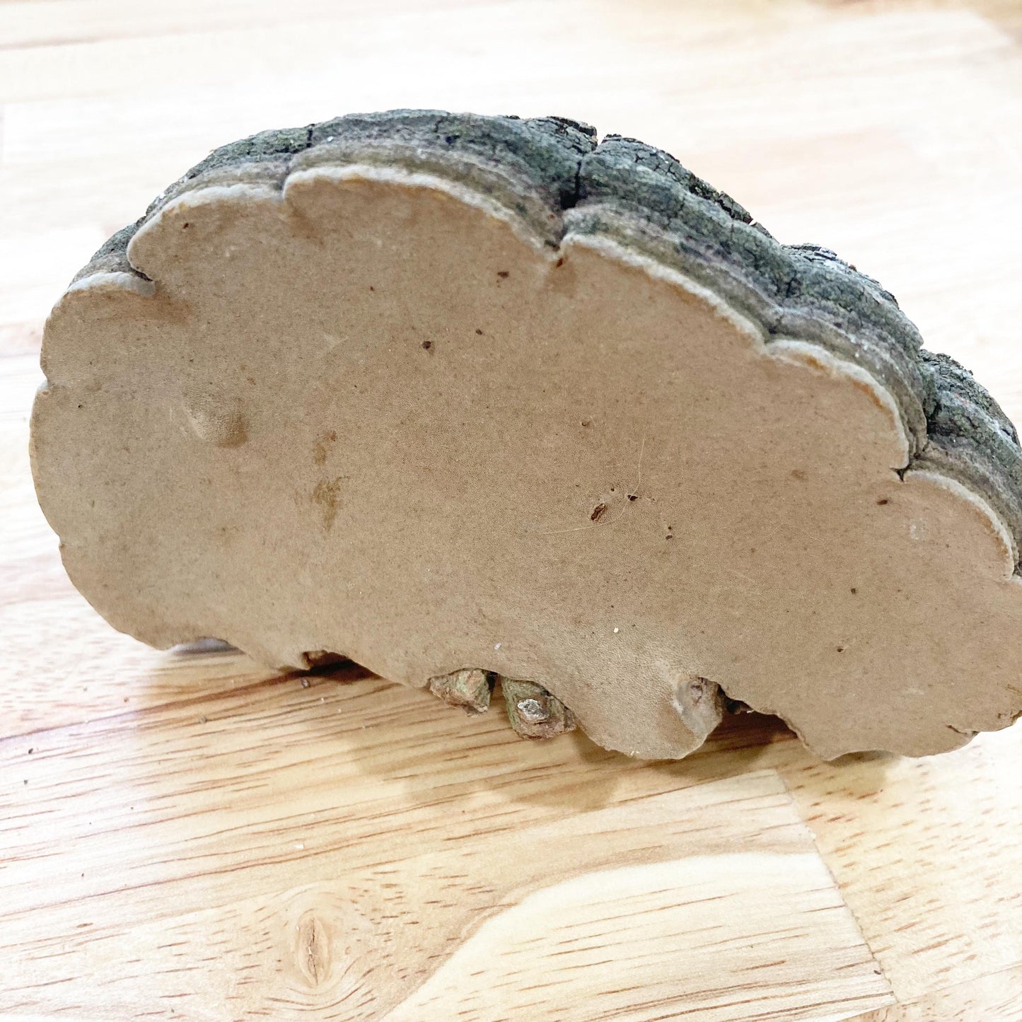 2 Cracked Cap Polypore Conks (Phellinus sp.) | Foraged Woodland Fungus, Natural Art, Herbal & Craft Supply