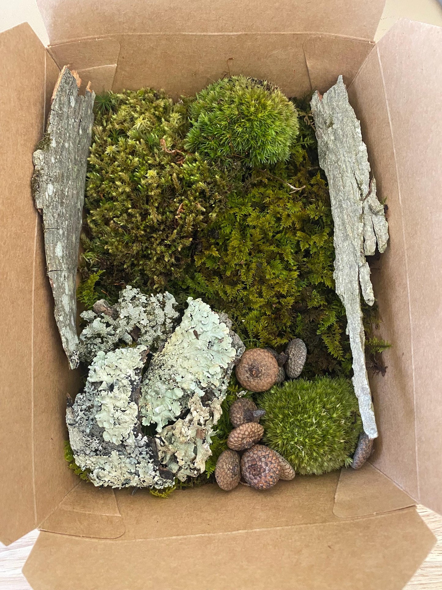 Terrarium kit | Live moss terrarium starter kit | Terrarium in a box | Forest foraged decor