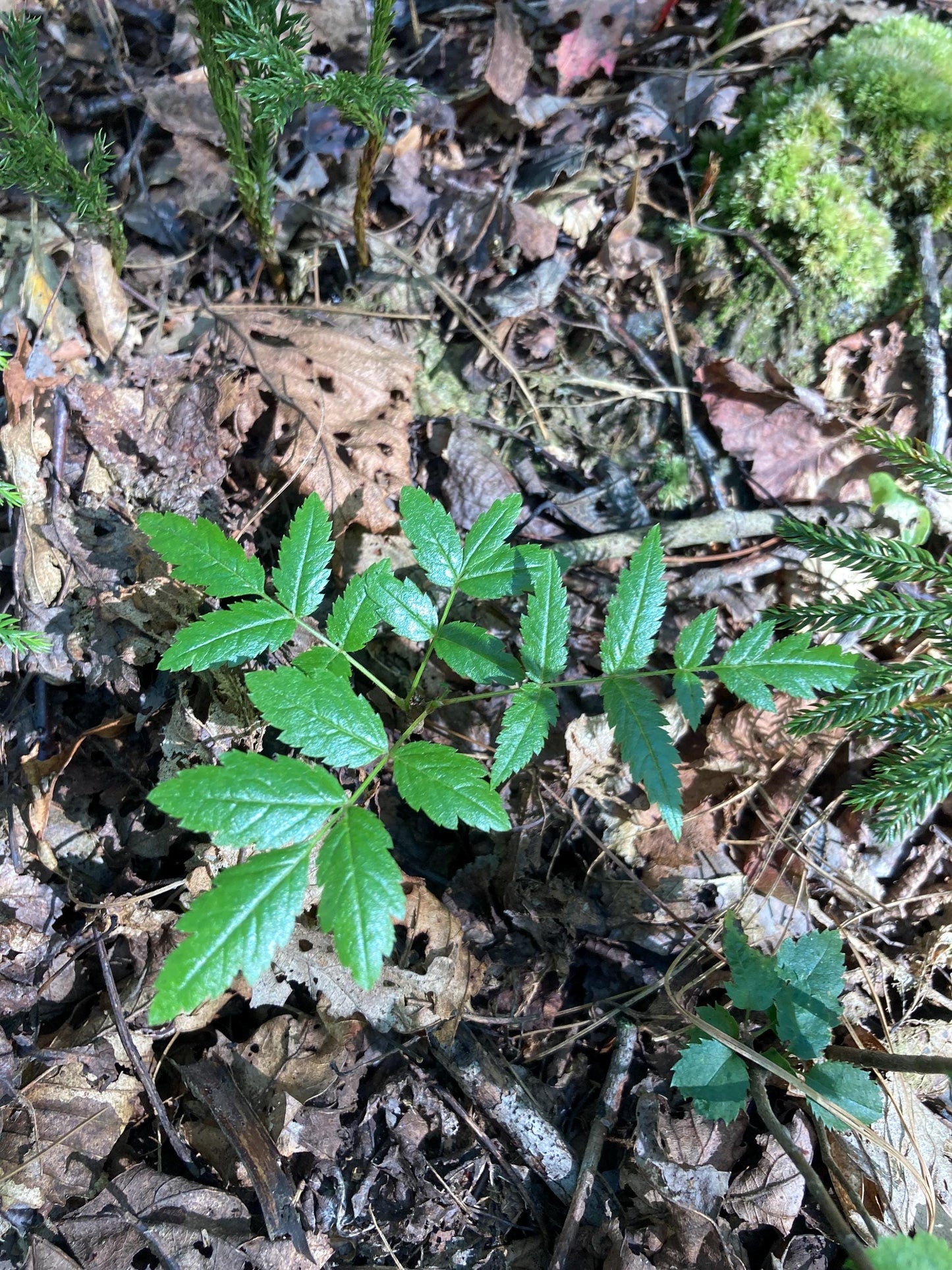12 American Mountain Ash Seeds – Rowan Tree Berries for Planting, Crafting, Herbal & Spiritual Use