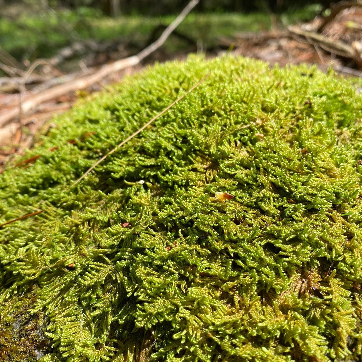 Live Moss Bulk, Wholesale for Moss Garden, Rock Garden, Centerpieces, Terrariums, Vivariums, Fairy Gardens, Assorted Varieties