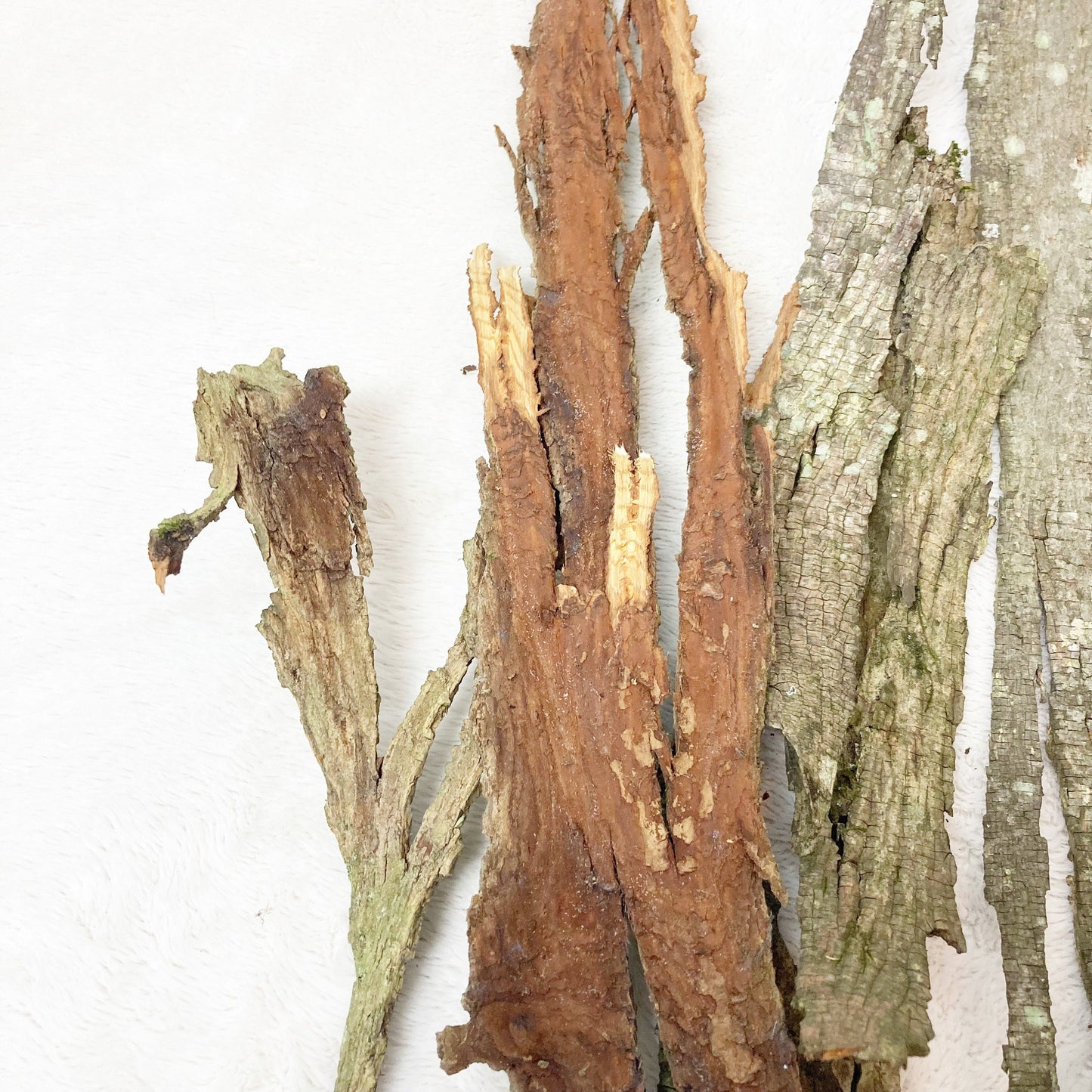 Shagbark Hickory Bark | Bark for Flavoring | Bark Crafts | Bark for Grilling Smoking | Fairy Garden Decor | Textured Bark | Craft Supplies