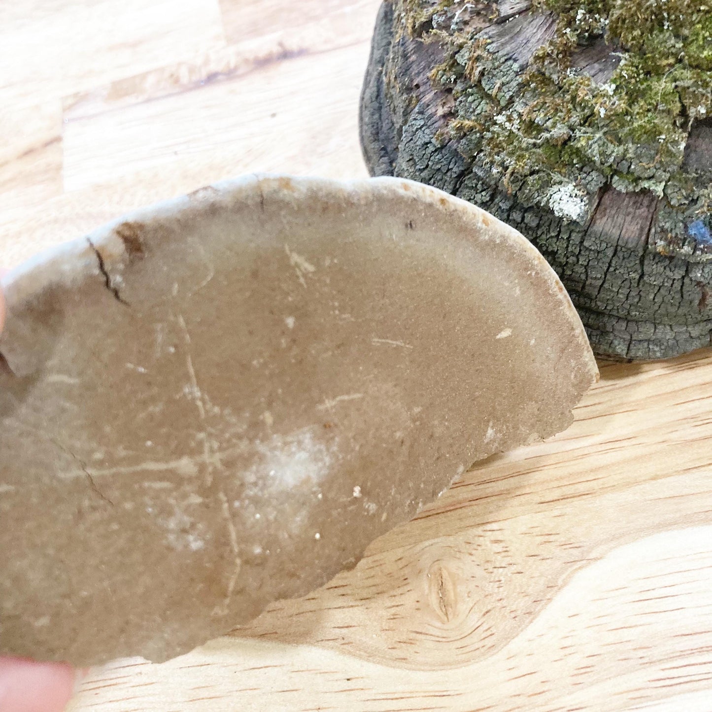 2 Cracked Cap Polypore Conks (Phellinus sp.) | Foraged Woodland Fungus, Natural Art, Herbal & Craft Supply