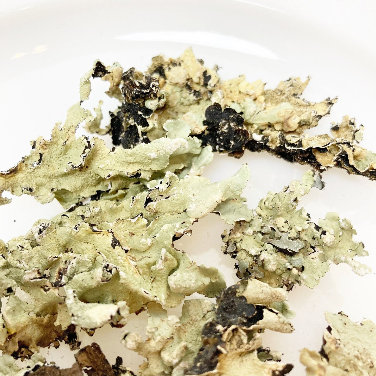 Green Lichen Pieces for crafting, terrariums, fairy gardens, dyeing dried