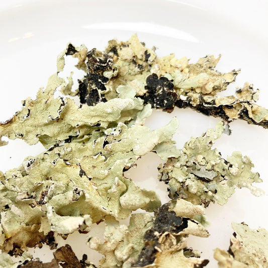 Green Lichen Pieces for crafting, terrariums, fairy gardens, dyeing dried