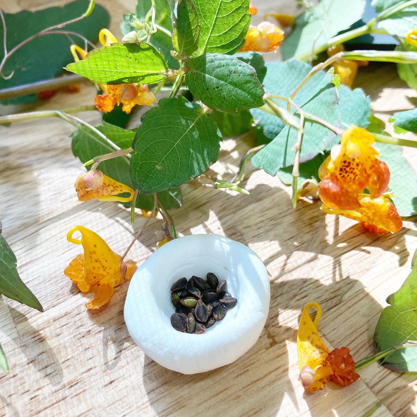 25 Jewelweed Seeds (Impatiens capensis) | Touch-Me-Not Wildflower | Hummingbird & Pollinator Friendly | Easy to Grow Native Plant