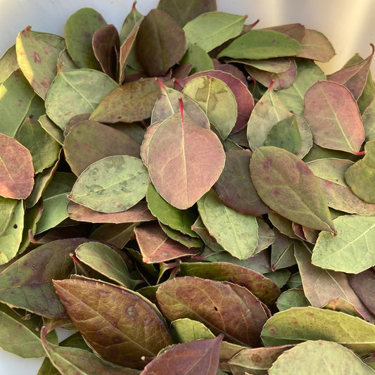 Teaberry leaves dried wild harvested and sustainably picked by hand