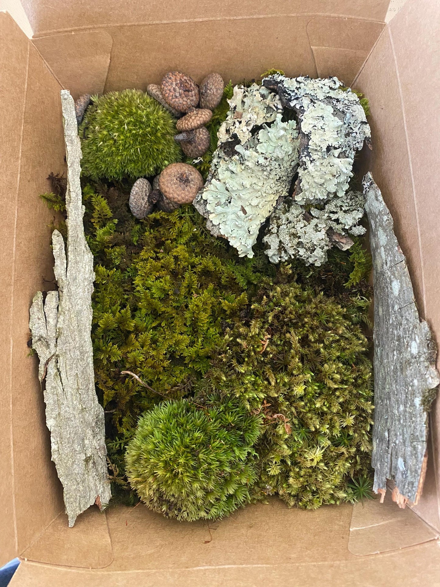Terrarium kit | Live moss terrarium starter kit | Terrarium in a box | Forest foraged decor