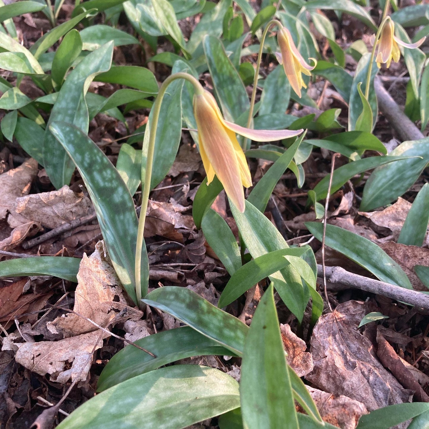 6 Yellow Trout Lily Bulbs: Shade Loving Native Wildflower, Woodland Garden Plant
