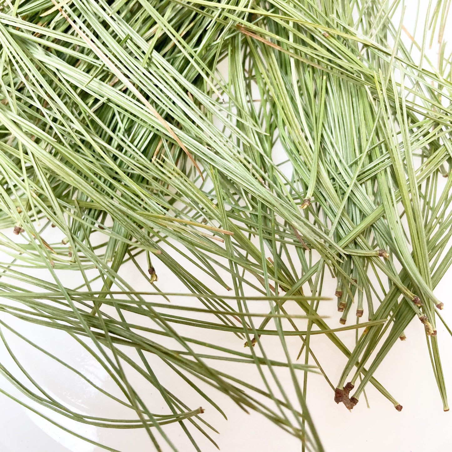 Dried white pine needles wild harvested and sustainably picked by hand