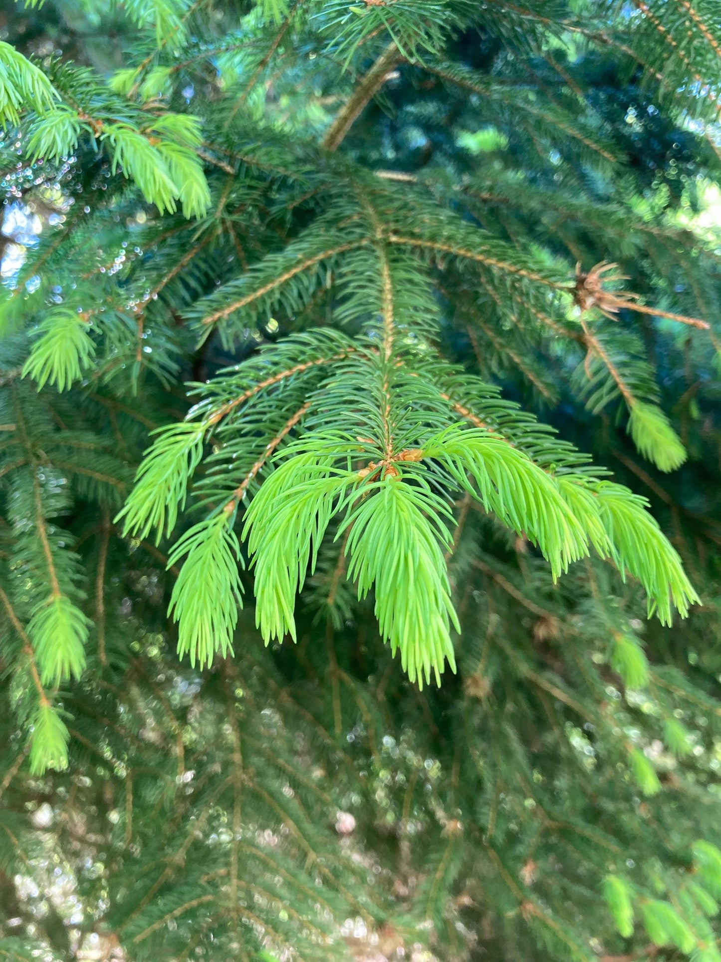 Spruce Tips by the Pound for Brewing Beer, Baking, and Flavoring