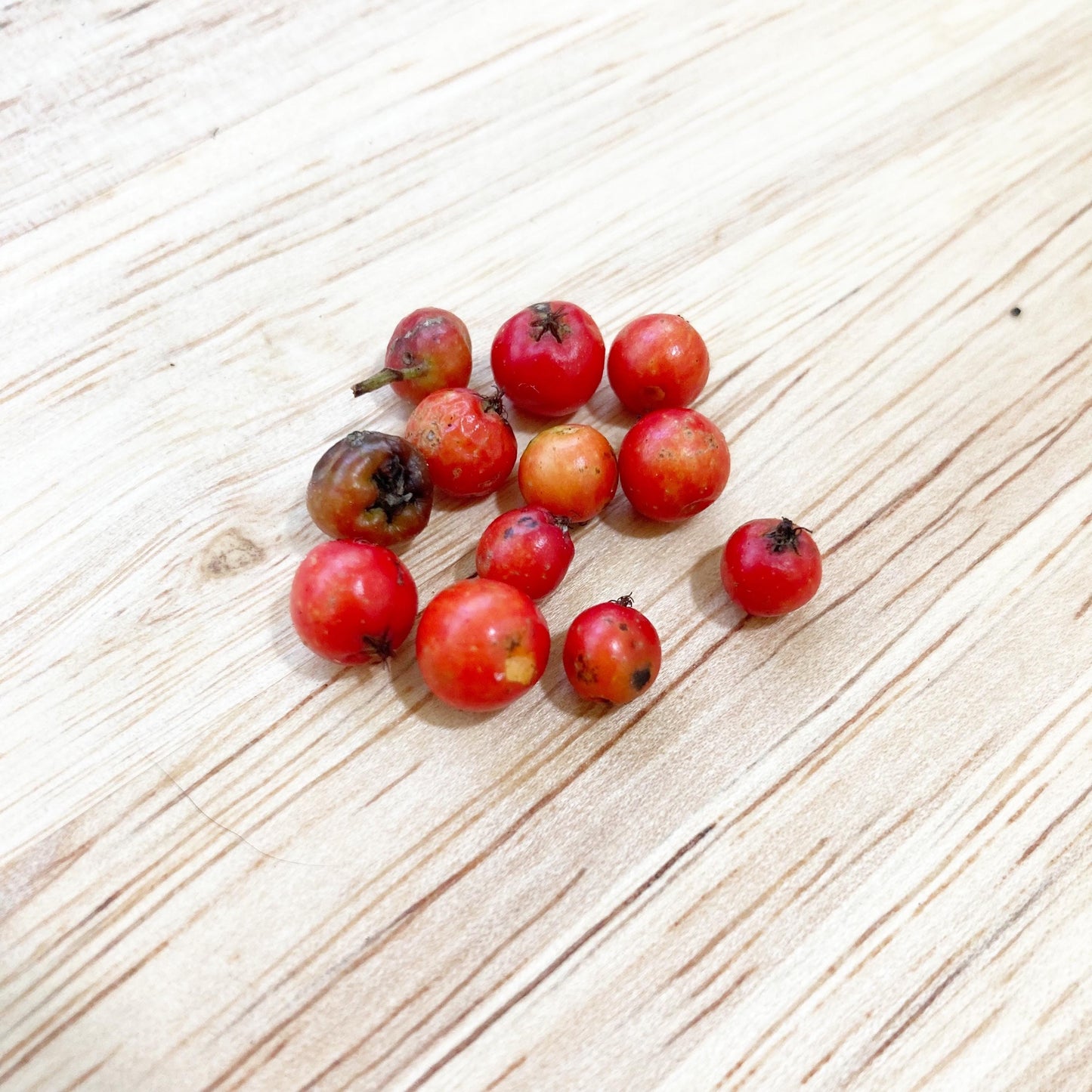 12 American Mountain Ash Seeds – Rowan Tree Berries for Planting, Crafting, Herbal & Spiritual Use