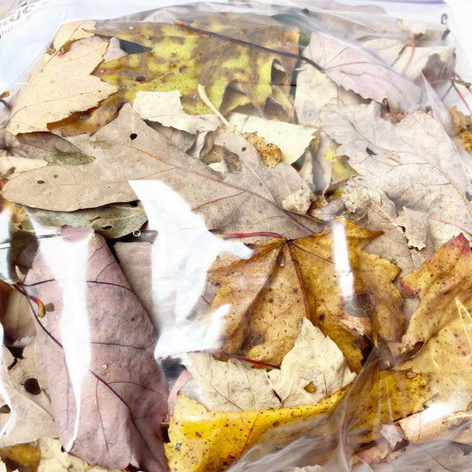 Maple and oak leaves dried wild harvested and sustainably collected by hand sanitized by freezing