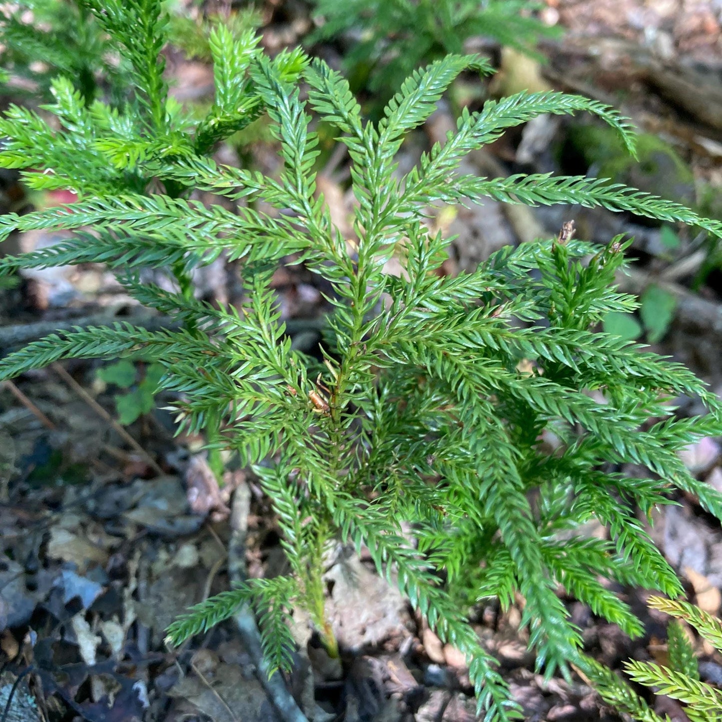 Live Flat-Branched Club Moss Plant | Foraged Woodland Moss, Terrarium & Craft Supply