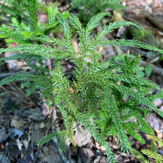 Live Flat-Branched Club Moss Plant | Foraged Woodland Moss, Terrarium & Craft Supply
