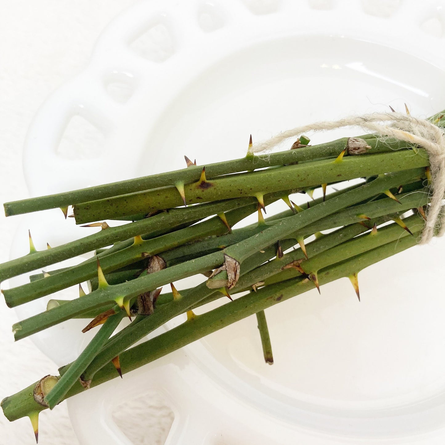 Green thorny twigs bundle for floral arrangements crafting, terrariums, fairy gardens greenbrier branches