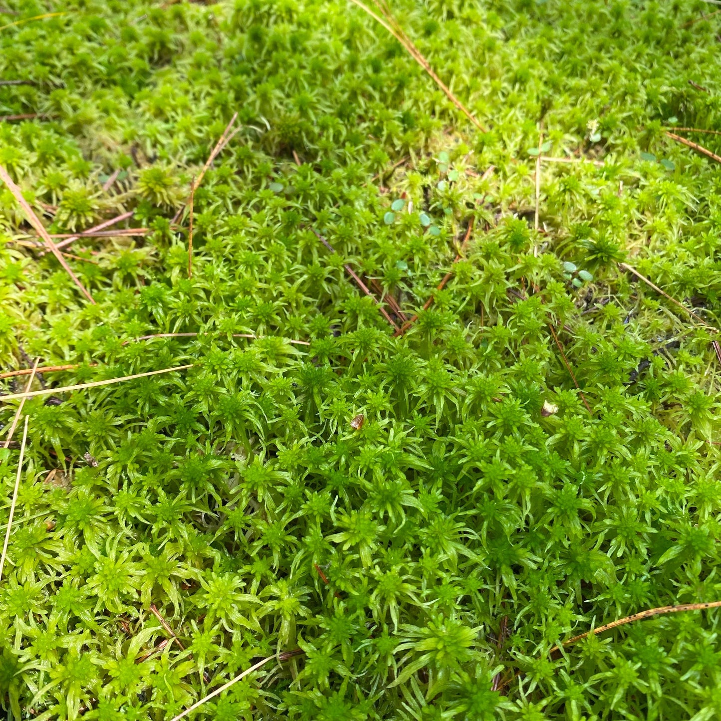 Live Moss Bulk, Wholesale for Moss Garden, Rock Garden, Centerpieces, Terrariums, Vivariums, Fairy Gardens, Assorted Varieties