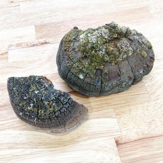 2 Cracked Cap Polypore Conks (Phellinus sp.) | Foraged Woodland Fungus, Natural Art, Herbal & Craft Supply